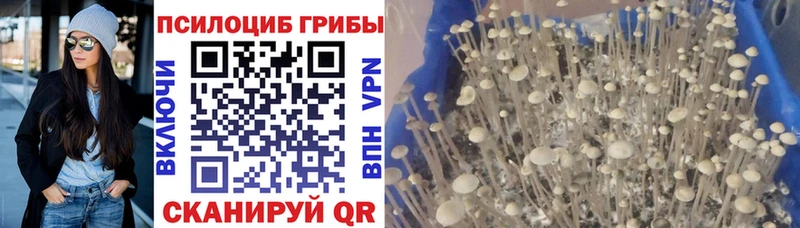 Псилоцибиновые грибы мицелий  магазин    Шатура 